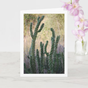 Carte Cactus de canne sauvage