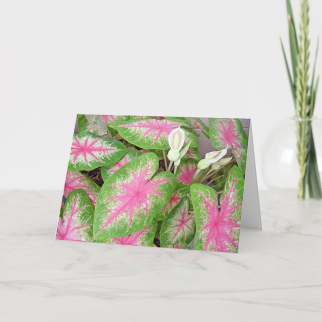 Carte Caladium (Devant)