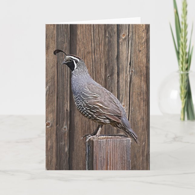 CARTE CALIFORNIA QUAIL À BARNBOARD (Devant)
