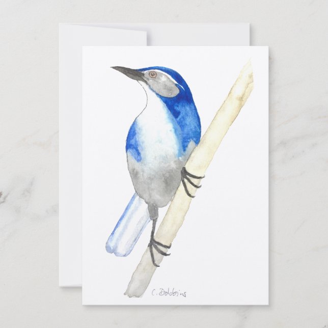Carte California Scrub Jay (Devant)