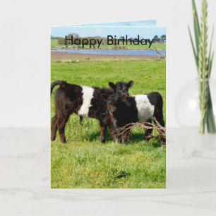 Carte Calves de bébé de Galloway, anniversaire