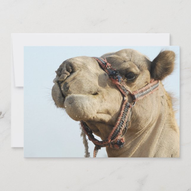 Carte Camel (Devant)