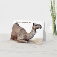 Camel sur sable pour la retraite