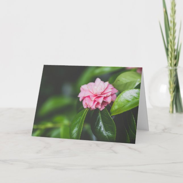 Carte Camellia Japonica (Devant)