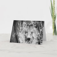 Camouflage du loup d'hiver sauvage et anniversaire