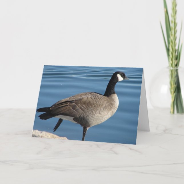 Carte Canada Goose (Devant)