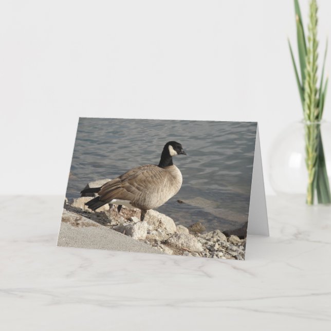 Carte Canada Goose (Devant)