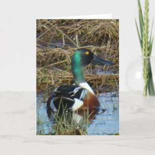 Carte Canard souchet B26