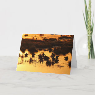 Carte Canards à Daybreak