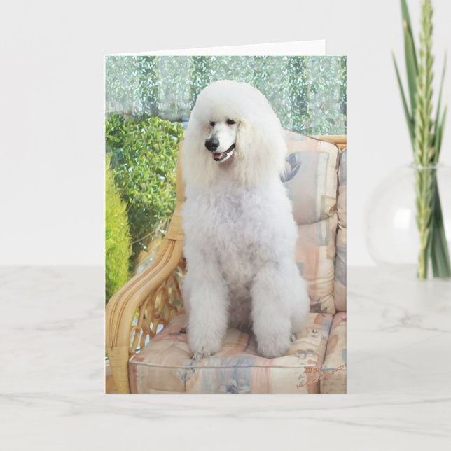 Carte Caniche Blanc (Devant)