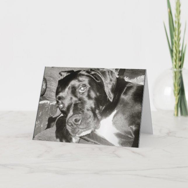 Carte Canine (Devant)