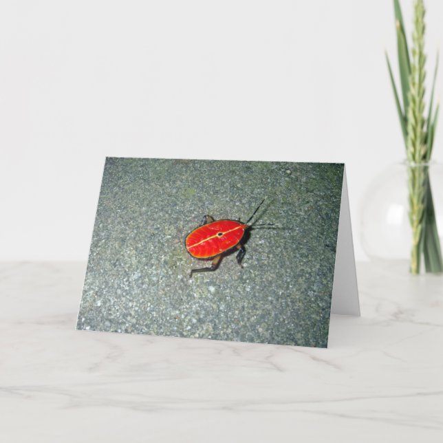 Carte Cap Tribulation (Devant)