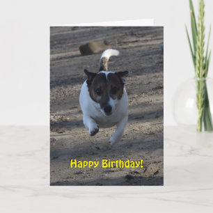 Carte Capo von Oppenheim Jack Russell Terrier, Chien