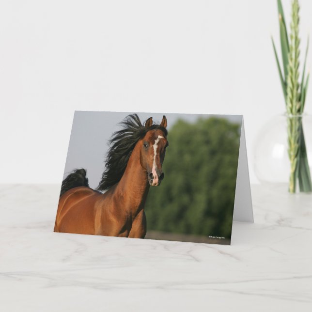 Carte Capsule de la baie Morgan Horse Flower Mane (Devant)