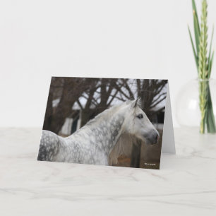 Carte Capture d'écran Dappy Grey Andalucien Stallion