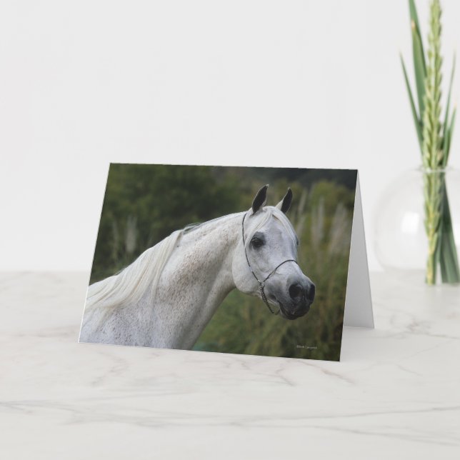 Carte Capture d'écran du cheval arabe 1 (Devant)