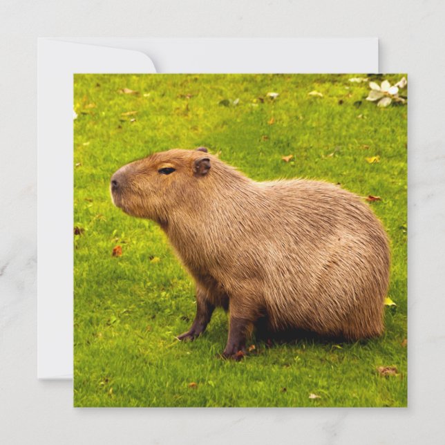 Carte Capybara (Devant)