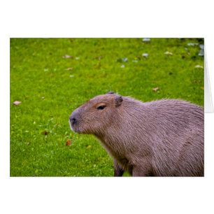 Carte Capybara