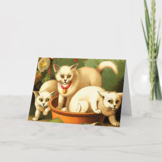 Carte Card/Invite : Three White Kittens