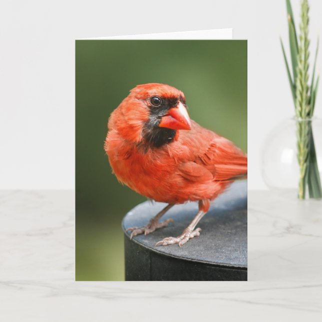 Carte Cardinal Cutie (Devant)