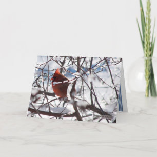 Carte Cardinal en hiver