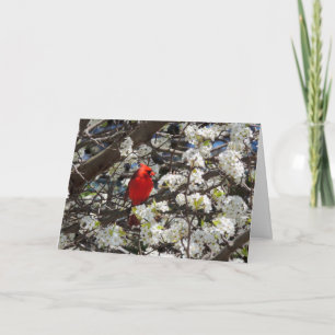 Carte Cardinal Grey Card