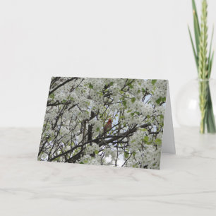 Carte Cardinal parmi les fleurs blanches