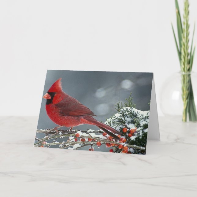 Carte Cardinal rouge sur la branche glaciale du houx (Devant)