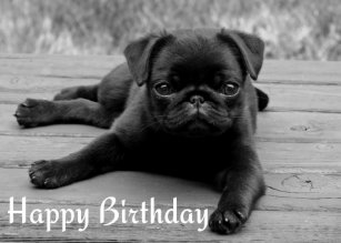 Cartes Carlin D Anniversaire Zazzle Ch Cartes Carlin D Anniversaire Zazzle Ch