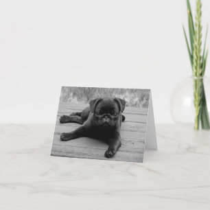 Carte Carlin Chien Chien Noir et Blanc Noir Noir et Blan
