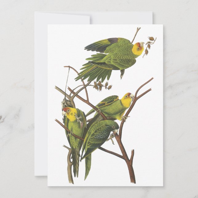 Carte Carolina Parakeet, John Audubon (Devant)