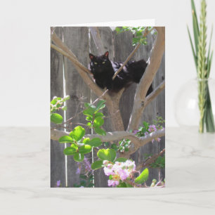 Carte Carte, Salutation - Chat dans les branches