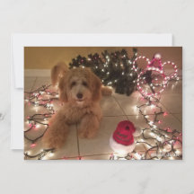 Carton de Noël Froid, Voeux Chauds Labradoodé Cart