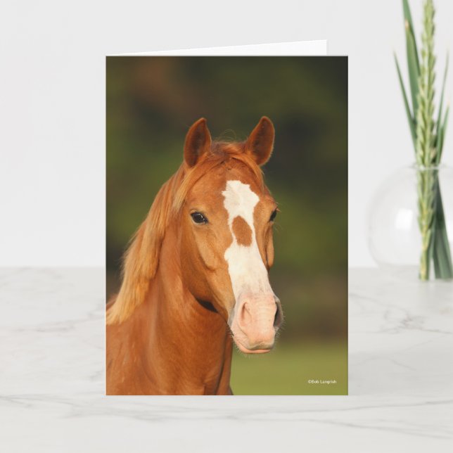 Carte Casque de châtaigne Oldenburg Cross Welsh (Devant)