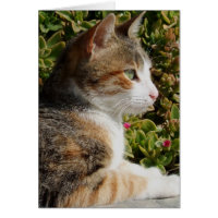 Carte Cat Cleo