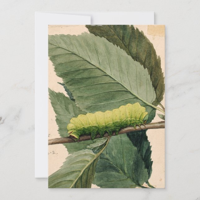 Carte Caterpillar lunaire | Abbott Handerson Thayer (Devant)