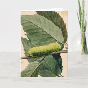 Carte Caterpillar lunaire   Abbott Handerson Thayer