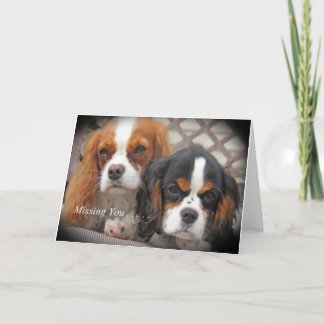Carte Cavalier King Charles