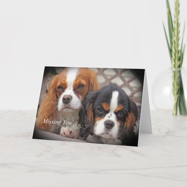 Carte Cavalier King Charles (Devant)