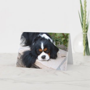 Carte Cavalier King Charles