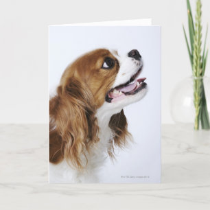 Carte Cavalier King Charles Spaniel