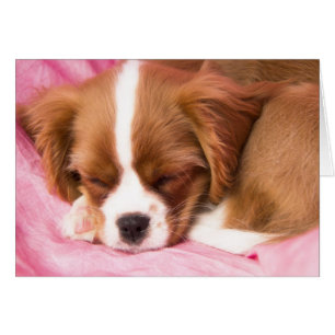Carte Cavalier King Charles Spaniel Chiot Endormi