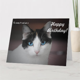 Carte Ce Chat vous souhaite un joyeux anniversaire ! Car
