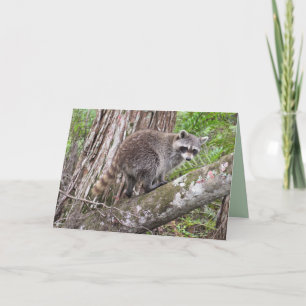 Carte Célébrez Votre Anniversaire Comme Un Raccoon
