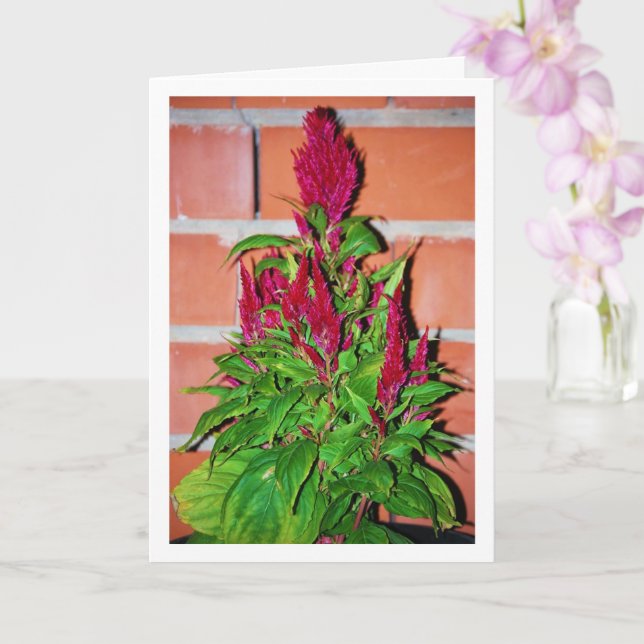 Carte Celosia Argentea - Souffle de Dragon - Plante (Orchidée)