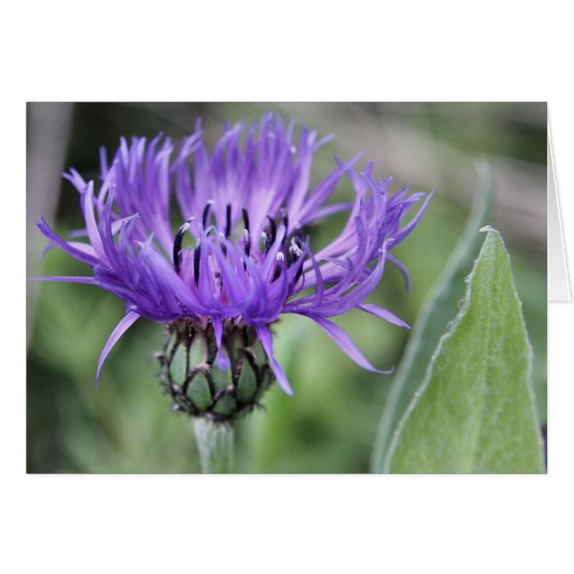 Carte Centaurea (Devant horizontal)