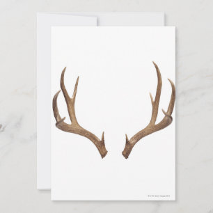 Carte Cerf à dix points