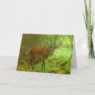 Carte Cerf Élancé Prudent Scène de Clairière moussue