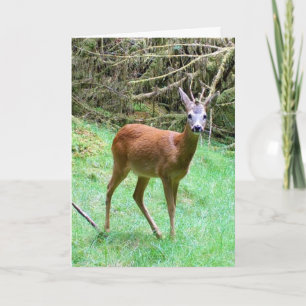 Carte Cerf élaphe mâle personnalisable Amoureux de la na