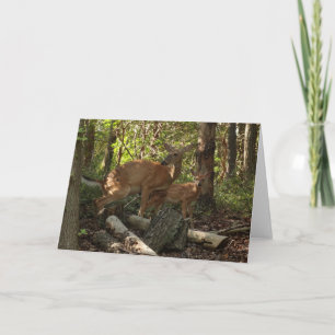 Carte Cerf et Biche au Parc National de Shenandoah